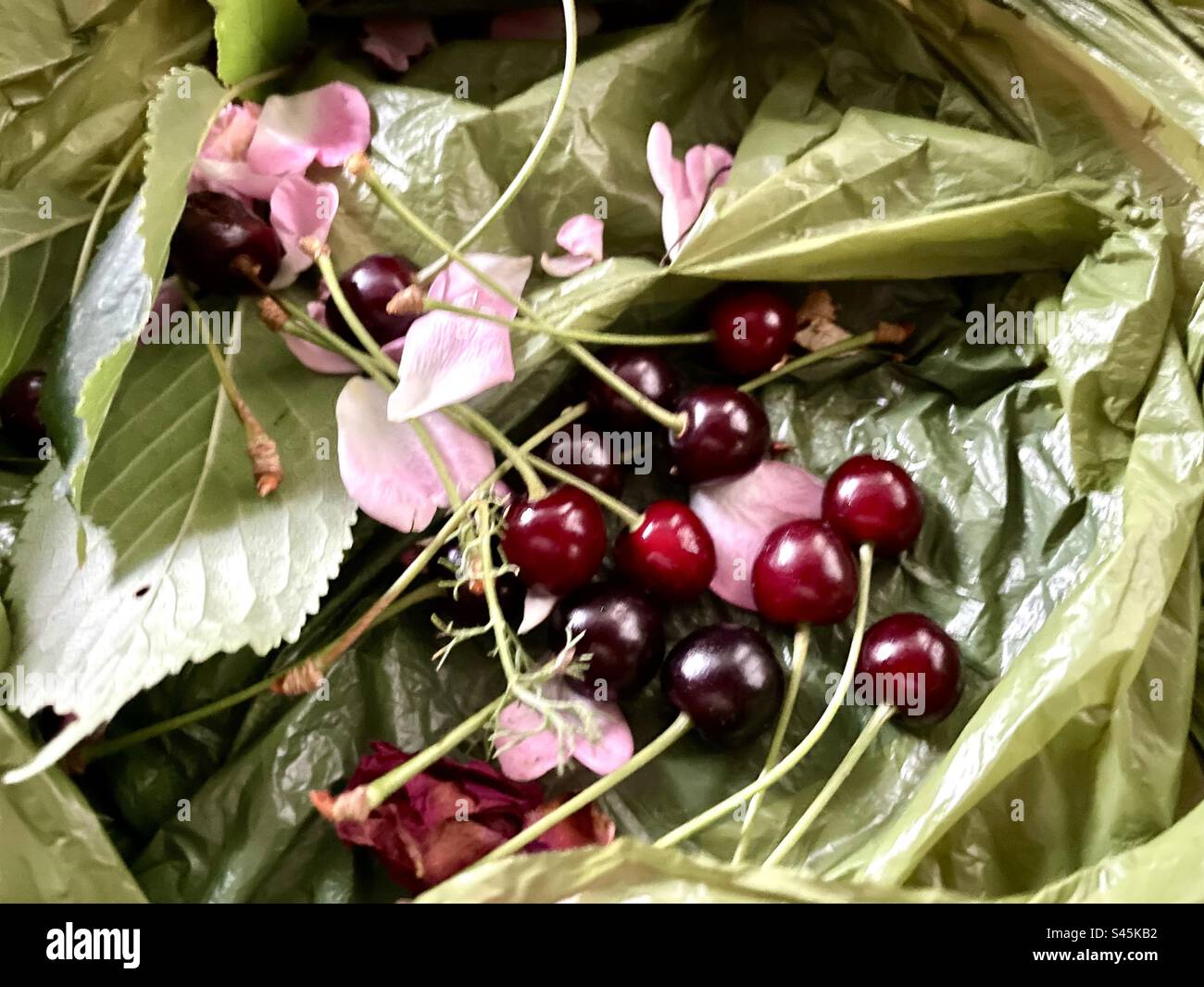 Ciliegie foraggiate e petali di rosa. Foto Stock