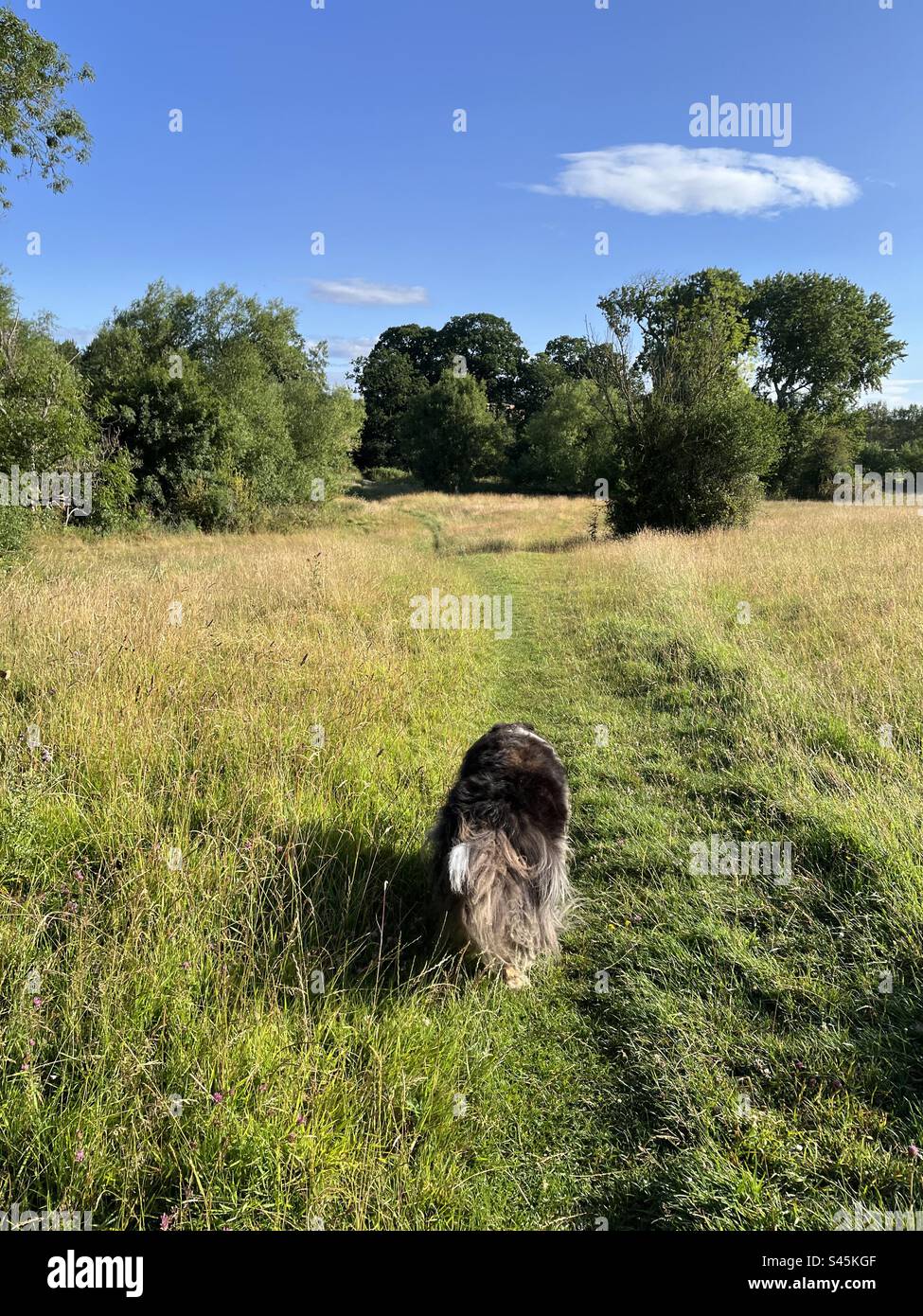 Il collie è lungo una passeggiata in campagna - Immagine stock catturata con smartphone