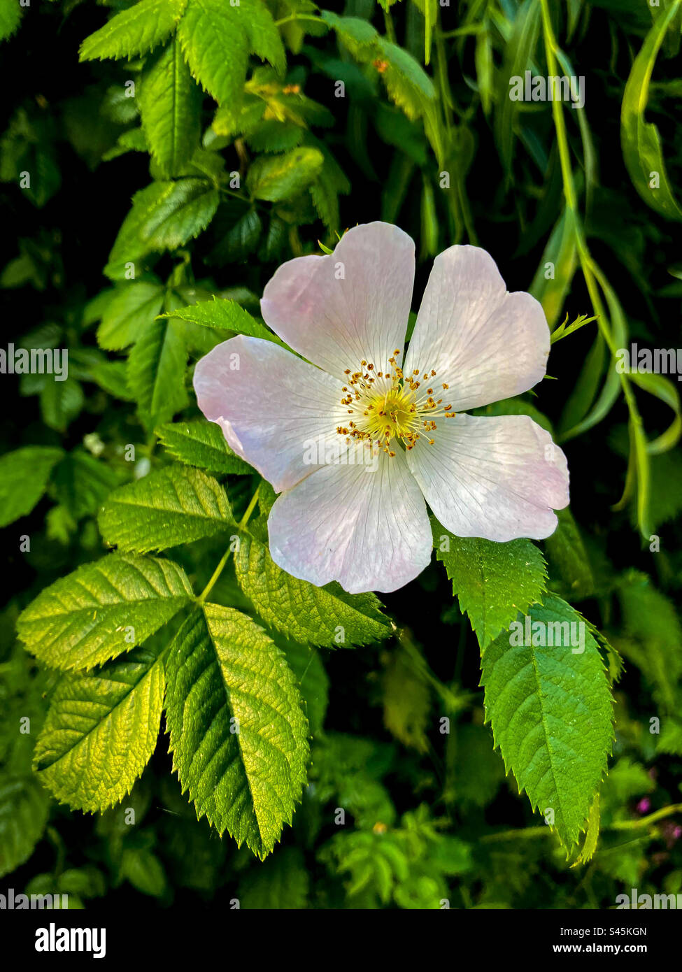 Rosa selvatica Foto Stock