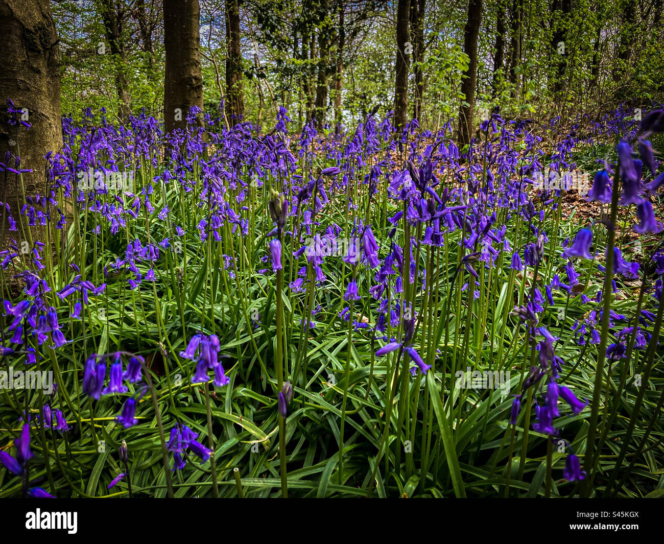 Bluebells in un legno Foto Stock
