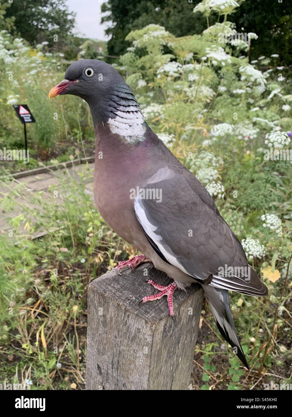 Piccione in un giardino estivo a Londra - Immagine stock catturata con smartphone