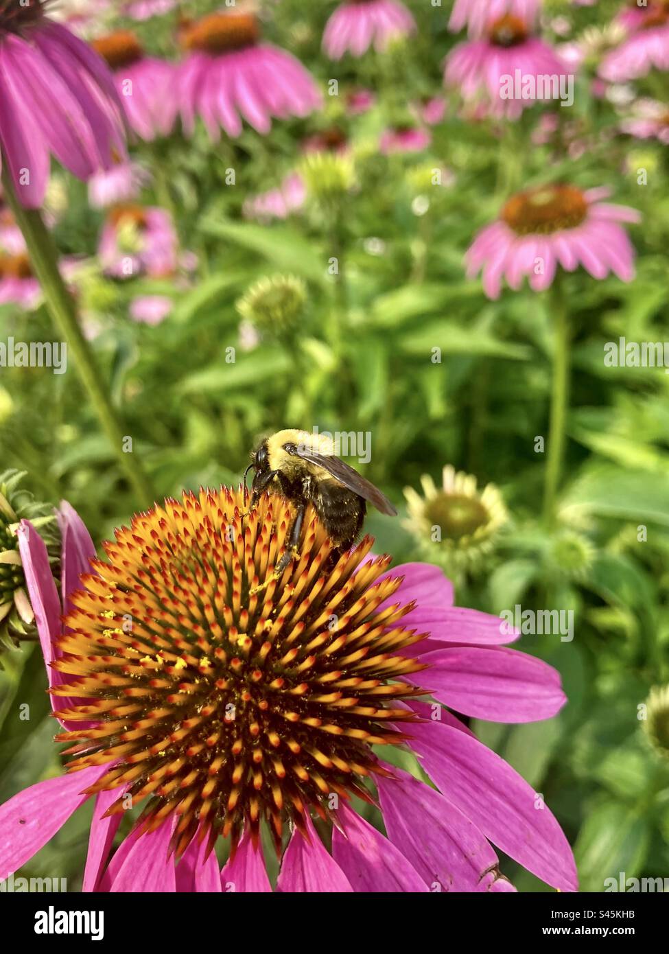 Un primo piano di un comune bumblebee orientale su un coneflower viola. Foto Stock