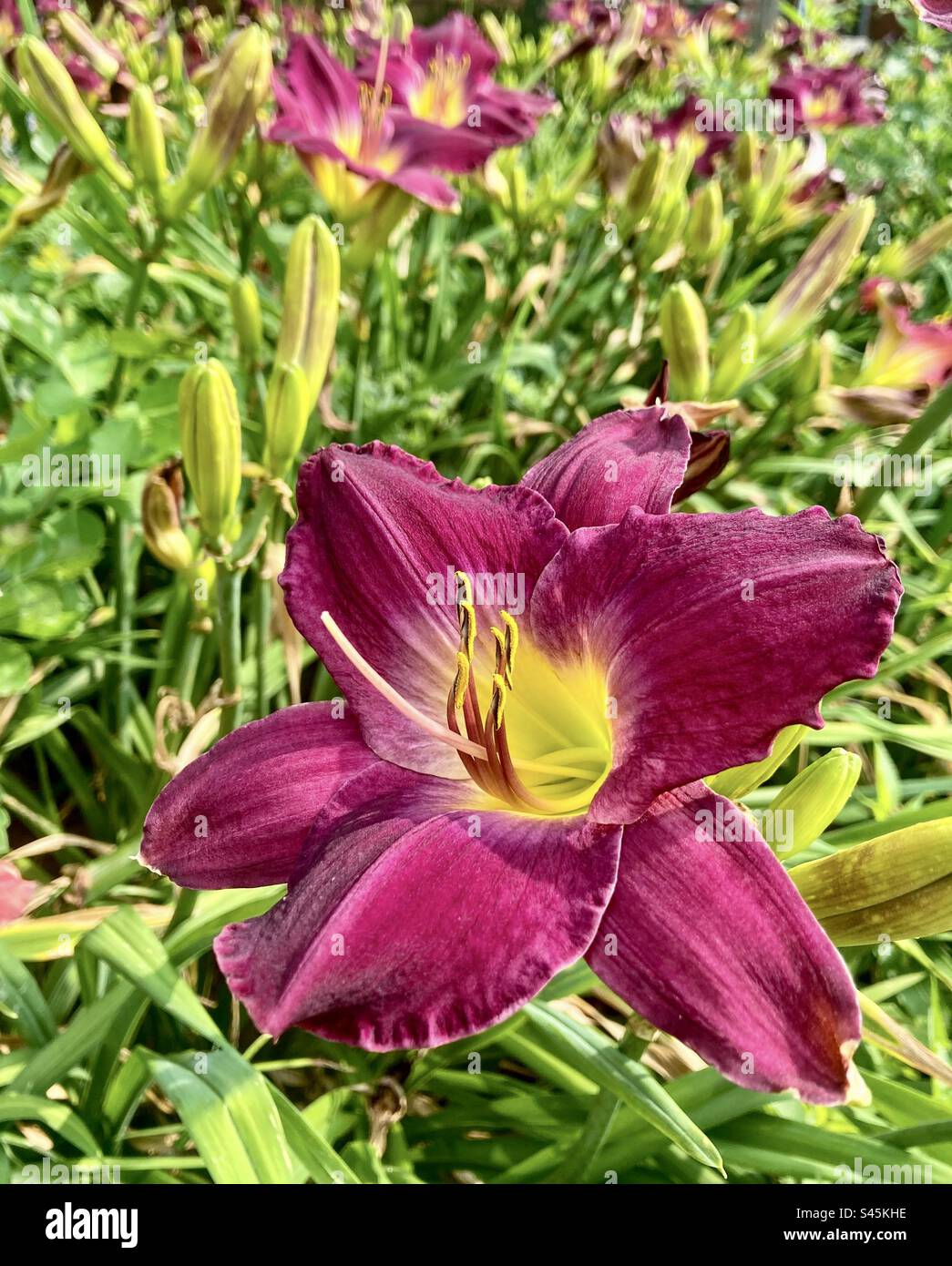 Primo piano di un giglio viola. Foto Stock