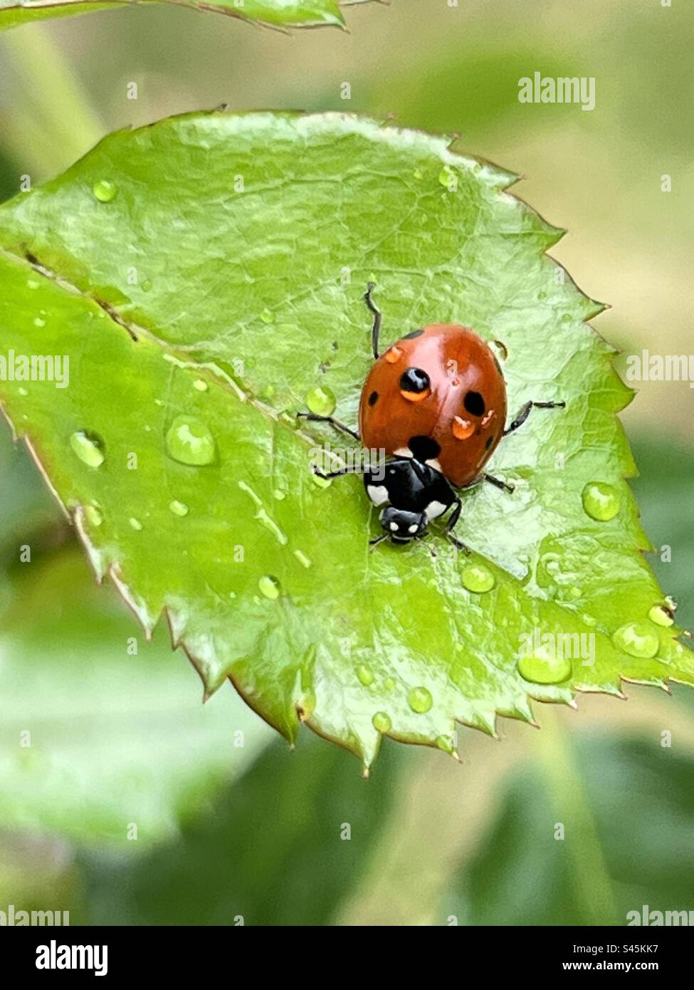 Bug sulle gocce di pioggia. Foto Stock