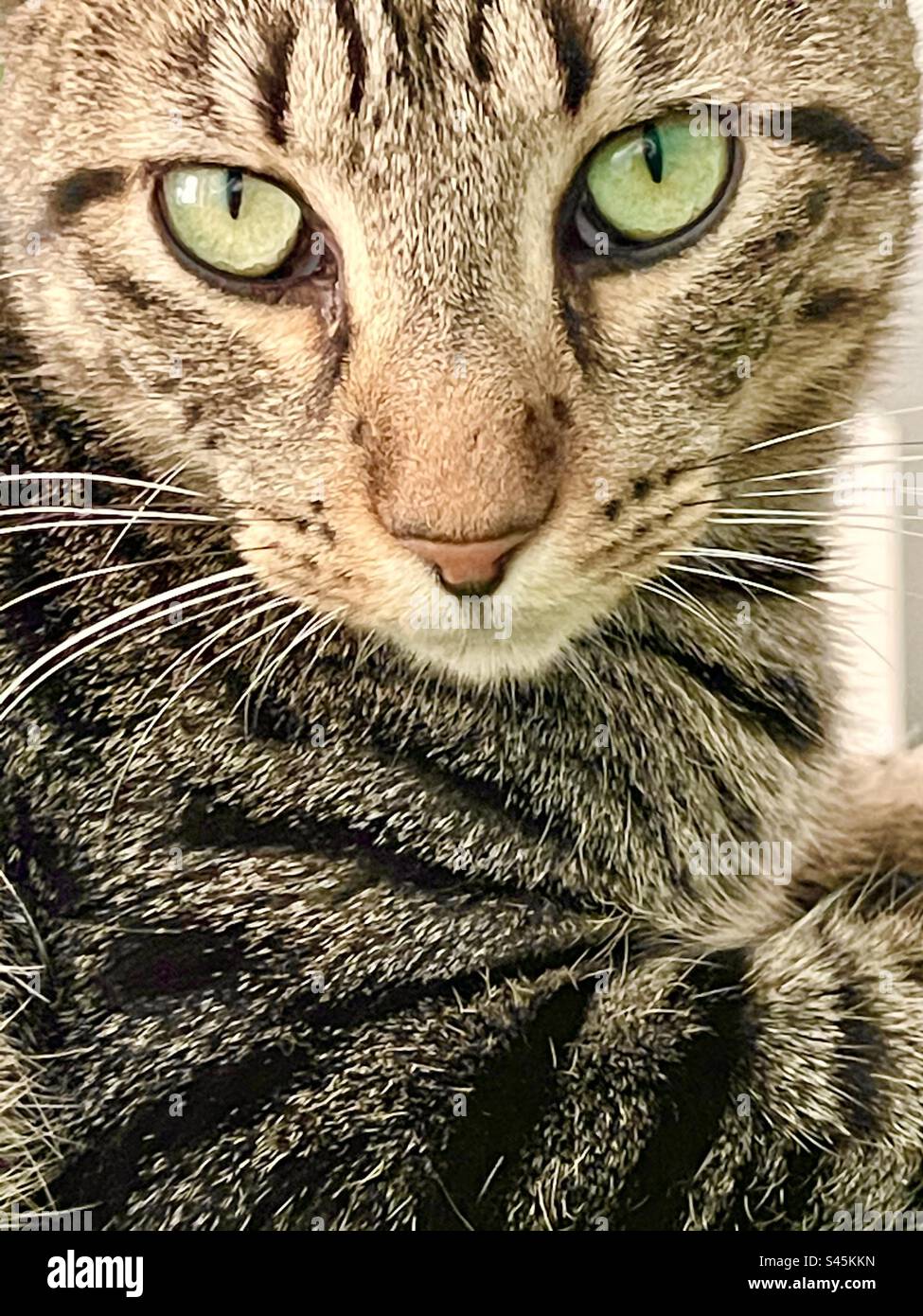 Gatto Tabby. Chiudere la vista. Foto Stock