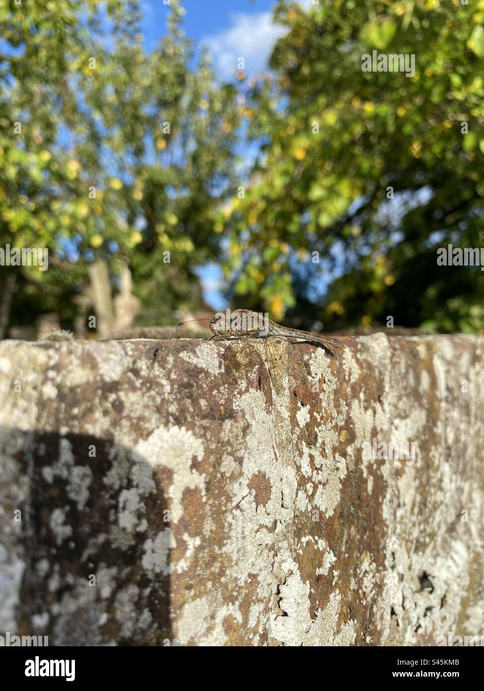 Dragonfly si sta prendendo il sole - Immagine stock catturata con smartphone