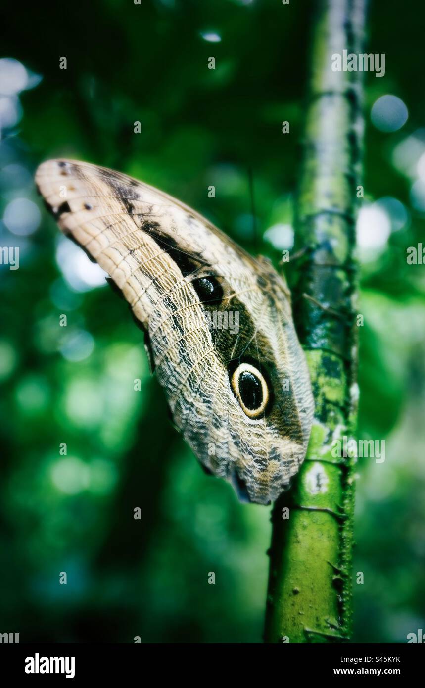 Farfalla dagli occhi di gufo nella foresta pluviale amazzonica in Ecuador - Immagine stock catturata con smartphone