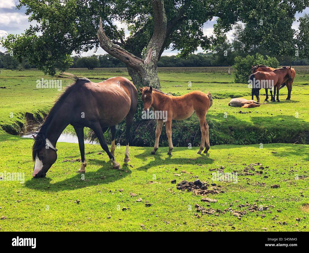 Grigio pony con puledri vicino al fiume Beaulieu, Longwater Lawn, New Forest, Hampshire, Regno Unito Foto Stock