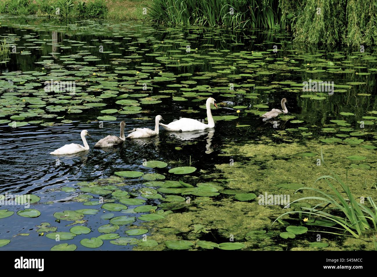 Cigni a Hever Castle Foto Stock