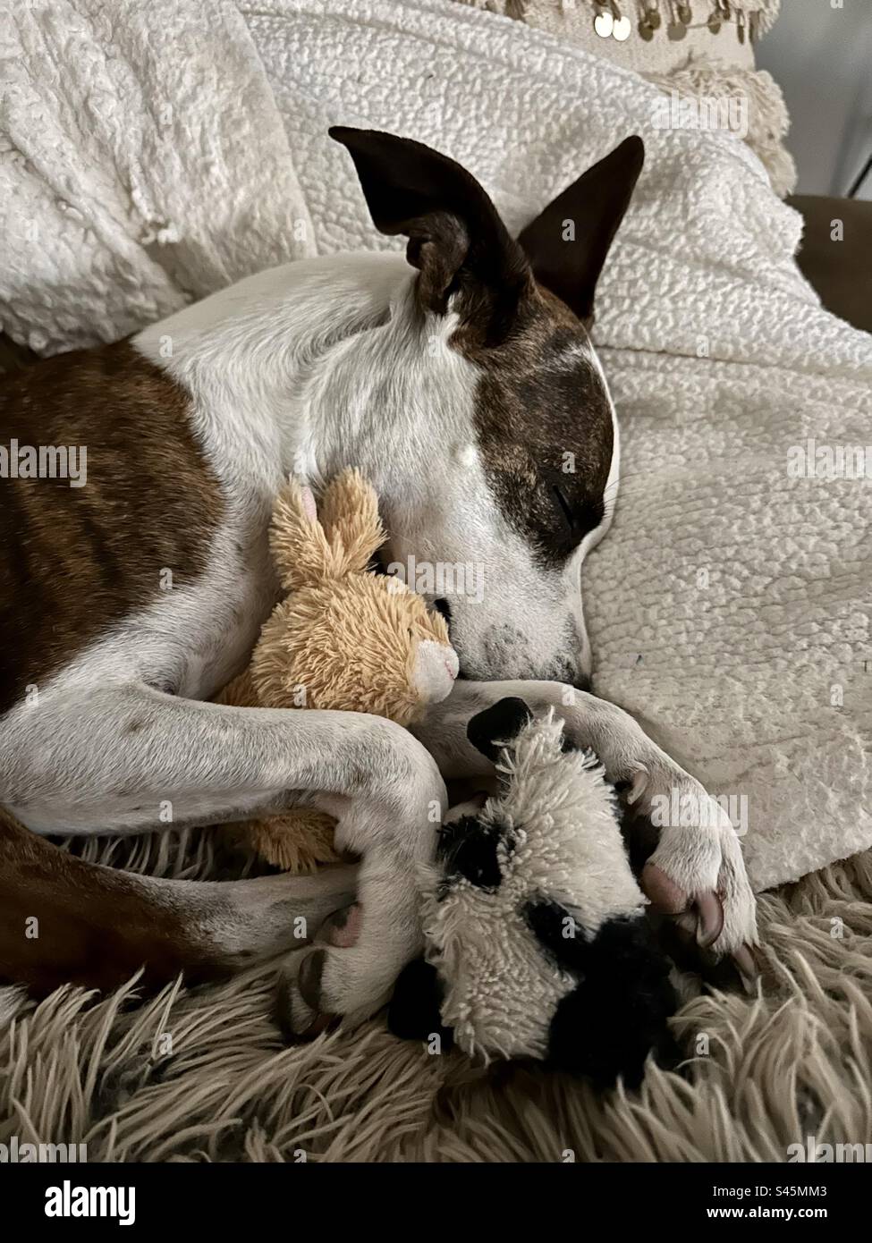 Un simpatico cane da morso bianco e marrone che dorme e si infiltra con animali imbottiti su un cuscino Foto Stock