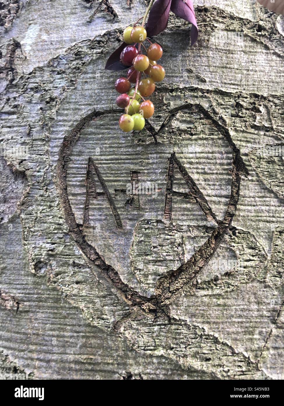 Un cuore e le iniziali scolpite in un albero. Foto Stock