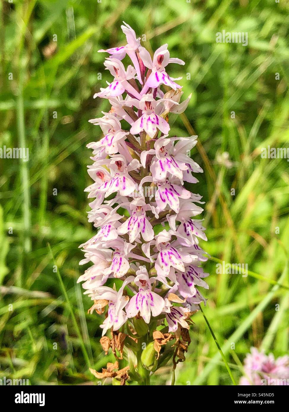 Orchidea palustre (Dactylorhiiza grandis) che cresce nella St Catherine's Hill Nature Reserve, Winchester, Hampshire, Regno Unito. Foto Stock