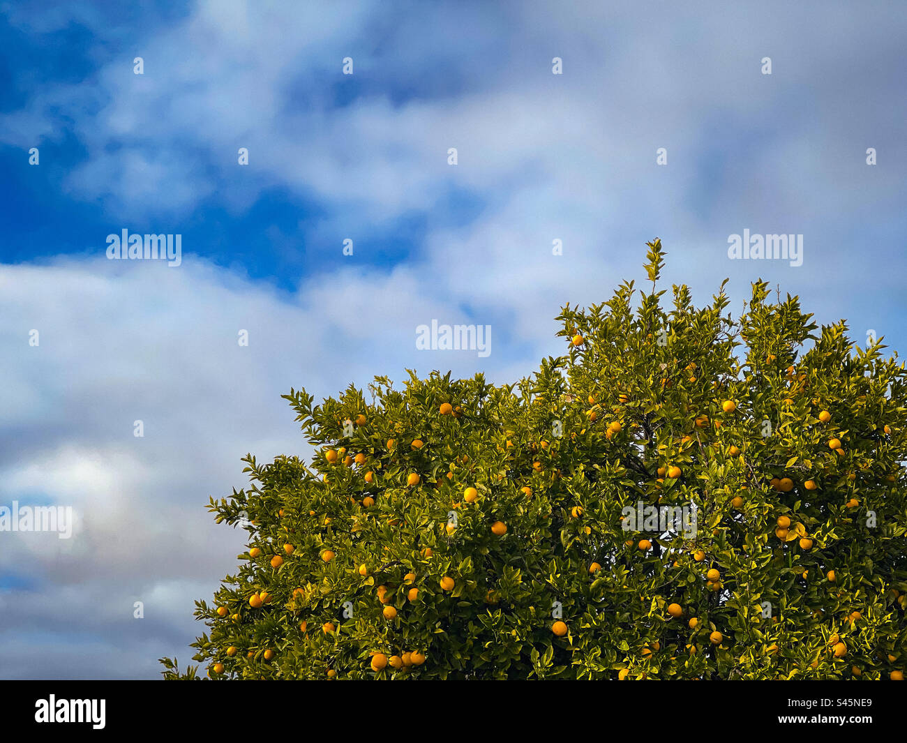 Vista angolare bassa dell'albero degli agrumi, Citrus x aurantium, detto anche arancio amaro, in una soleggiata giornata invernale contro il cielo blu nuvoloso. Foto Stock