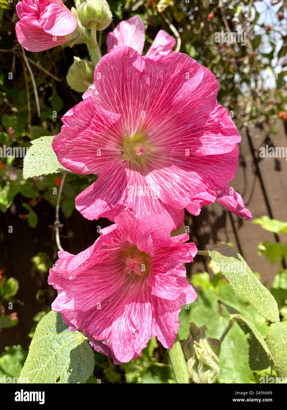 Bellissimi fiori di hollyhock rosa in un giardino d'estate Foto Stock