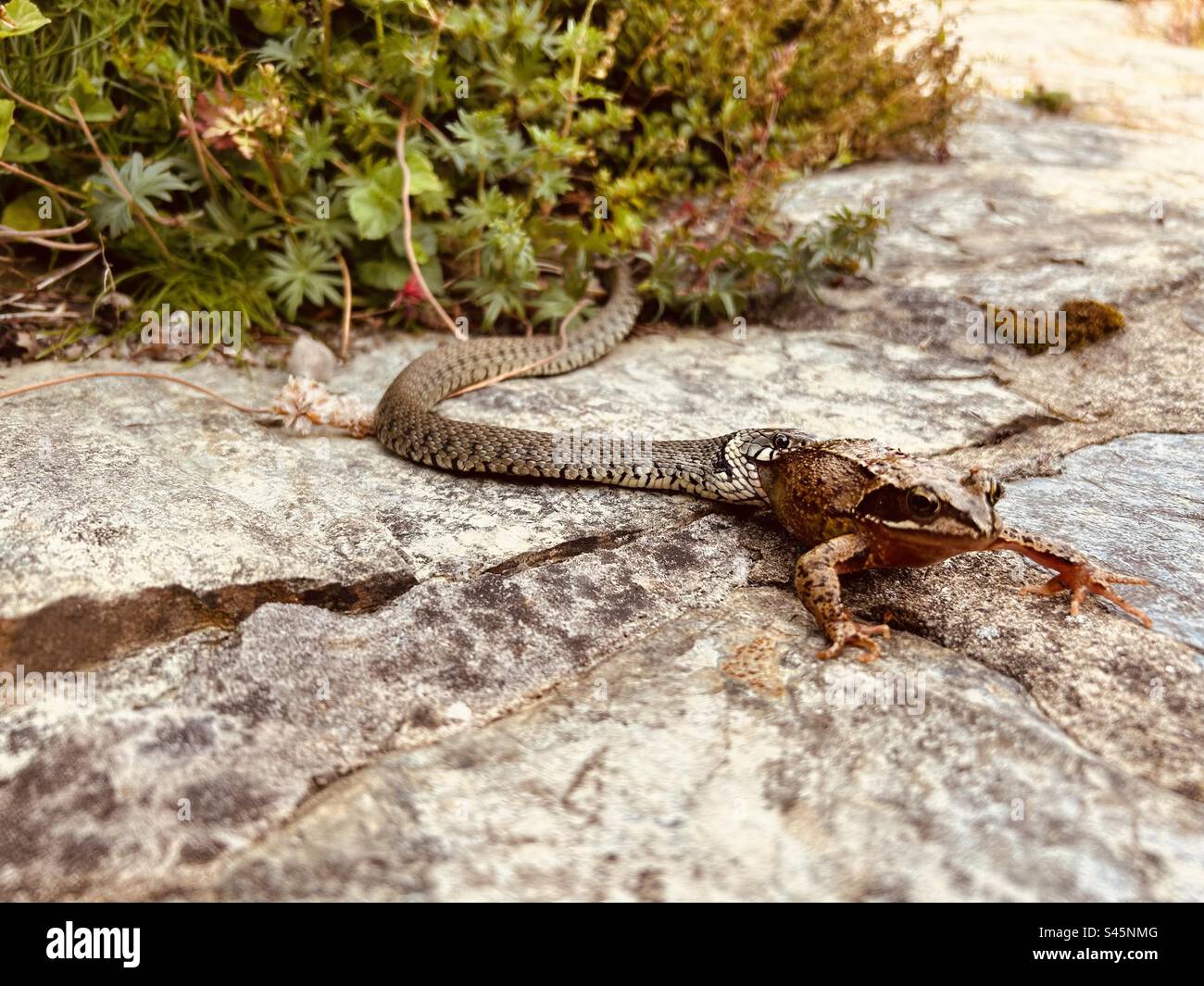 Grass Snake che mangia rana - Immagine stock catturata con smartphone