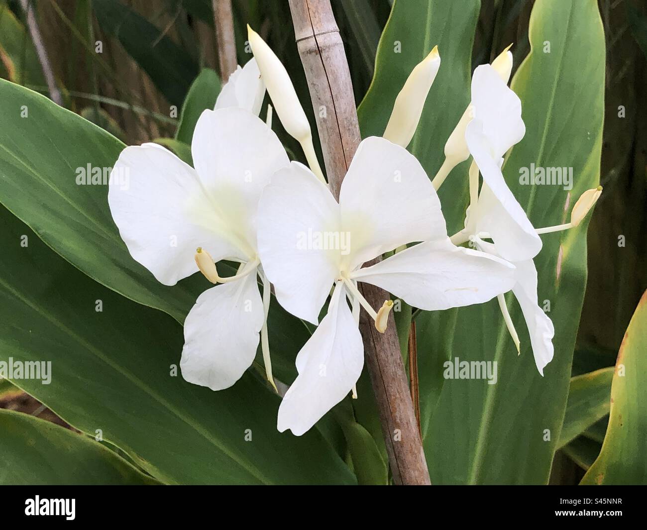 Butterfly Ginger Lily (Hedychium Coronarium) in una spiaggia di Ponte Vedra, giardino della Florida Foto Stock