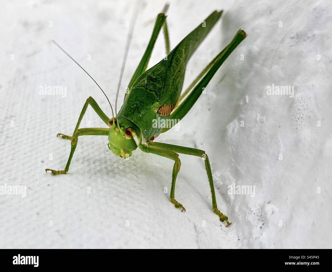 Un primo piano di un katydid con ali angolari minori. Foto Stock