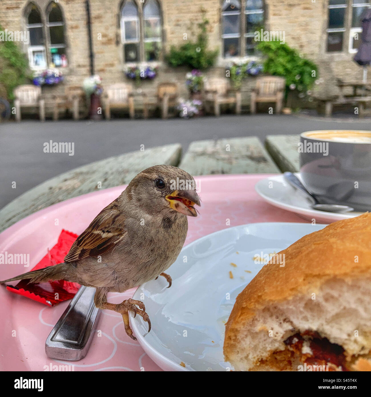 Sparrow su un piatto alla Old School Tea Room Hebden, nello Yorkshire Dales - Immagine stock catturata con smartphone