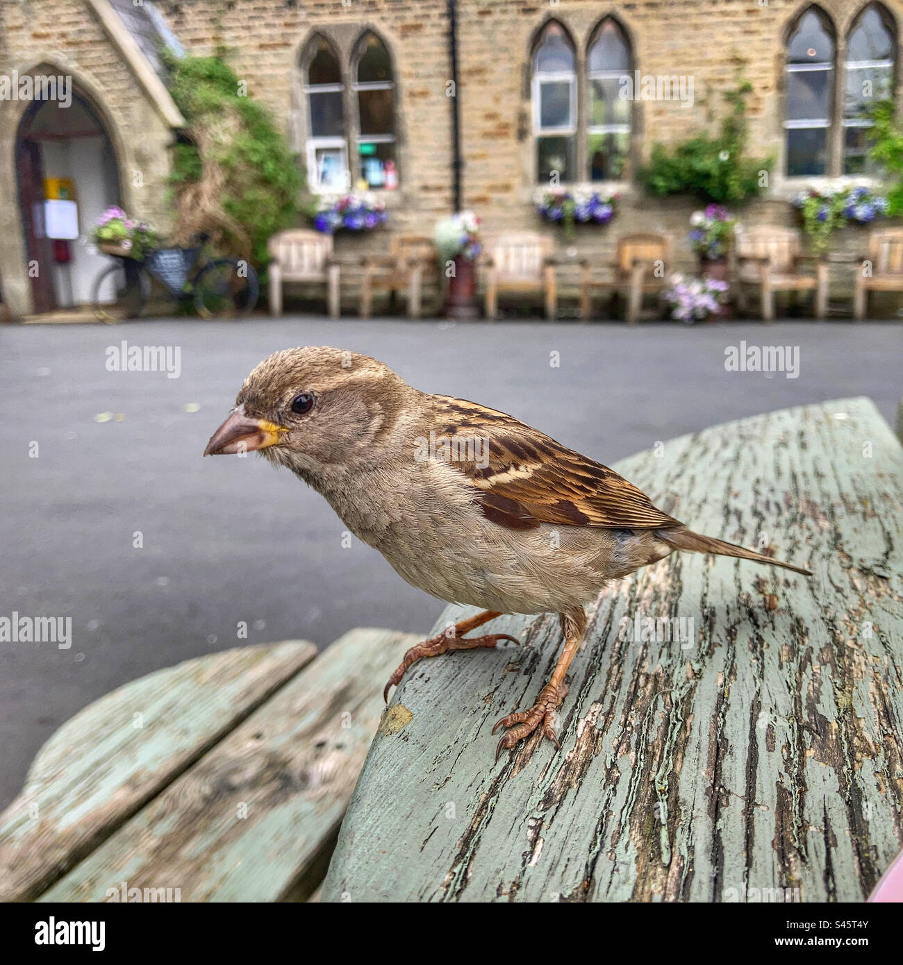 Sparrow su un tavolo alla Old School Tea Room di Hebden nello Yorkshire Dales - Immagine stock catturata con smartphone