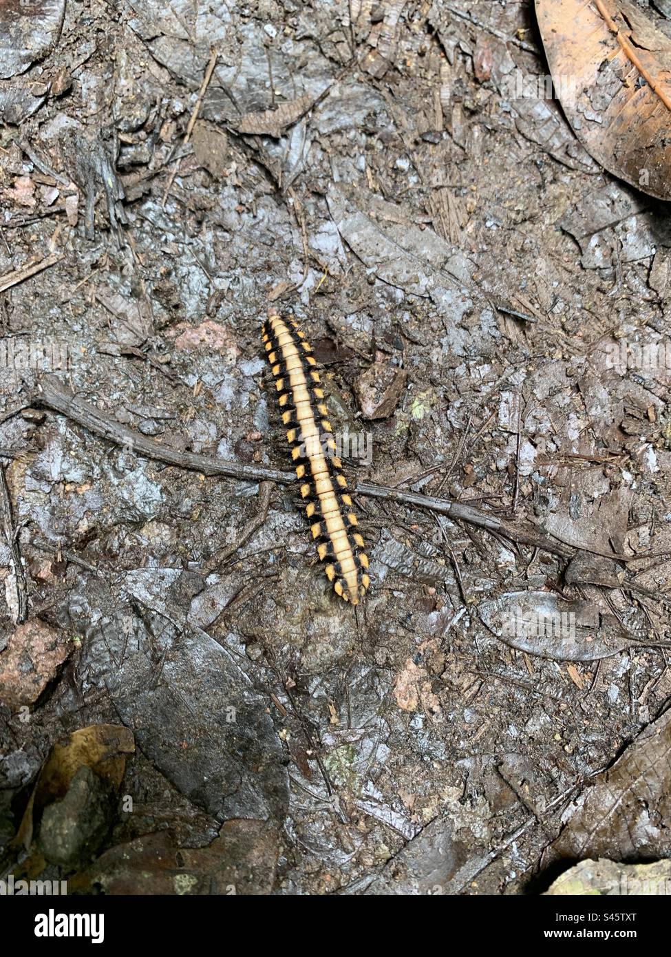 Caterpillar, cingolo Foto Stock