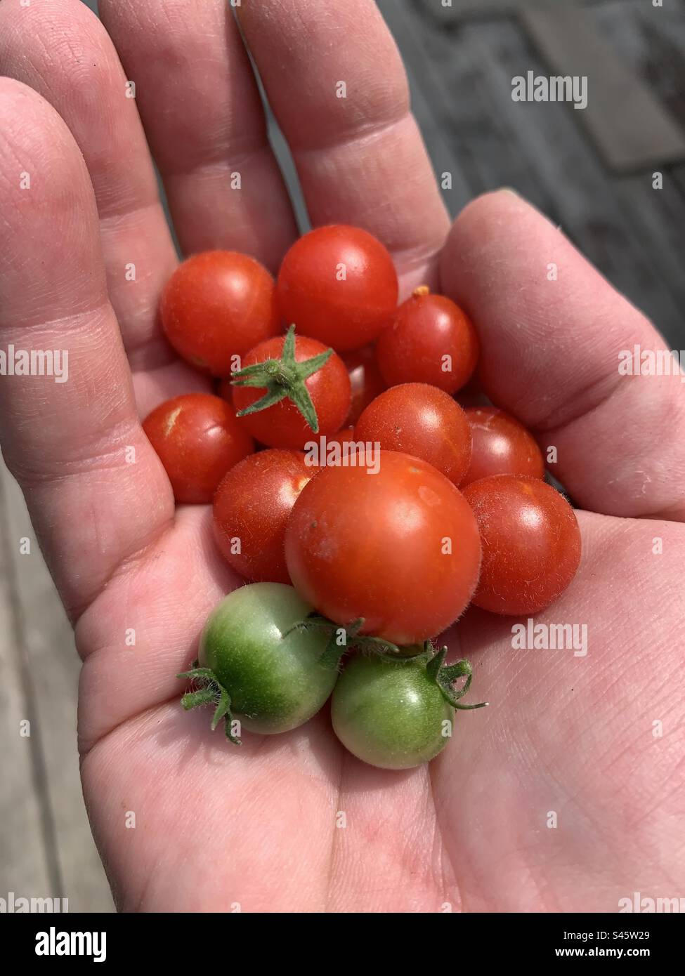 Manciata di pomodori ciliegini di varie dimensioni. Sia i pomodori rossi maturi che quelli verdi. - Immagine stock catturata con smartphone