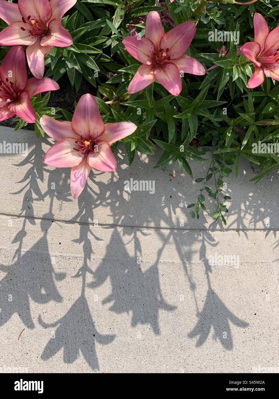 Gigli rosa che proiettano ombre sul marciapiede Foto Stock