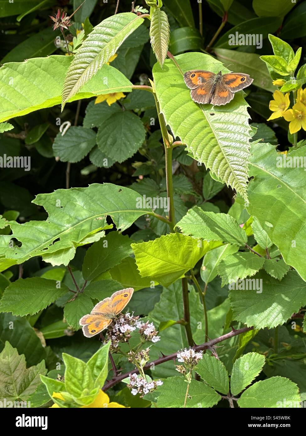 Farfalle che prendono il sole Foto Stock