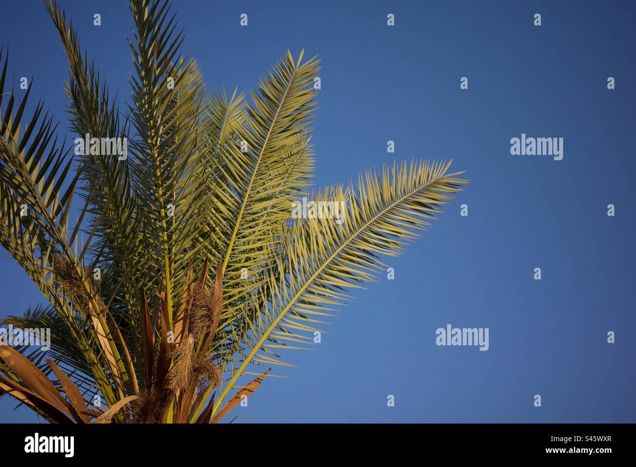 Palm tree di sunrise Foto Stock