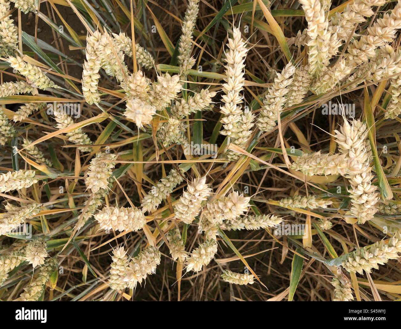 Coltura di frumento invernale a luglio con segni di foglie di bandiera a causa delle condizioni di siccità a Suffolk, Inghilterra, Regno Unito Foto Stock