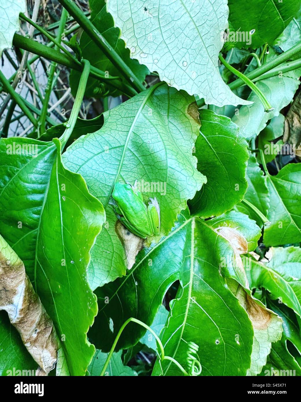 Rana verde su foglie di frutto della passione Foto Stock