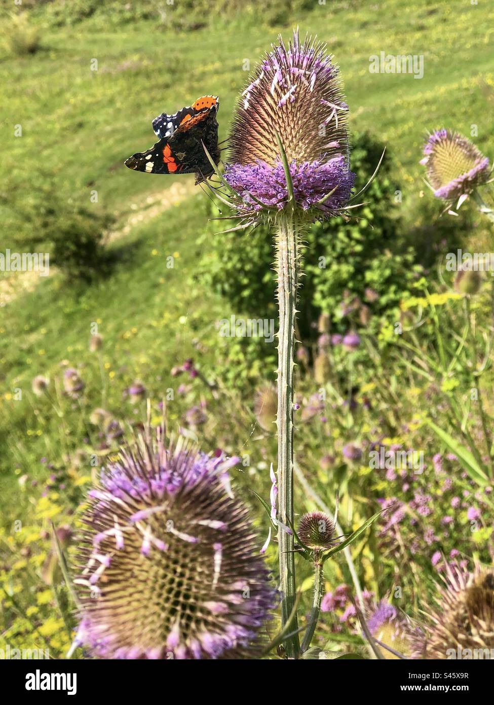 Farfalla dell'ammiraglio rosso (Vanessa atalanta) che si nutre di fiori da tè a Stockbridge Down, Hampshire, Regno Unito Foto Stock