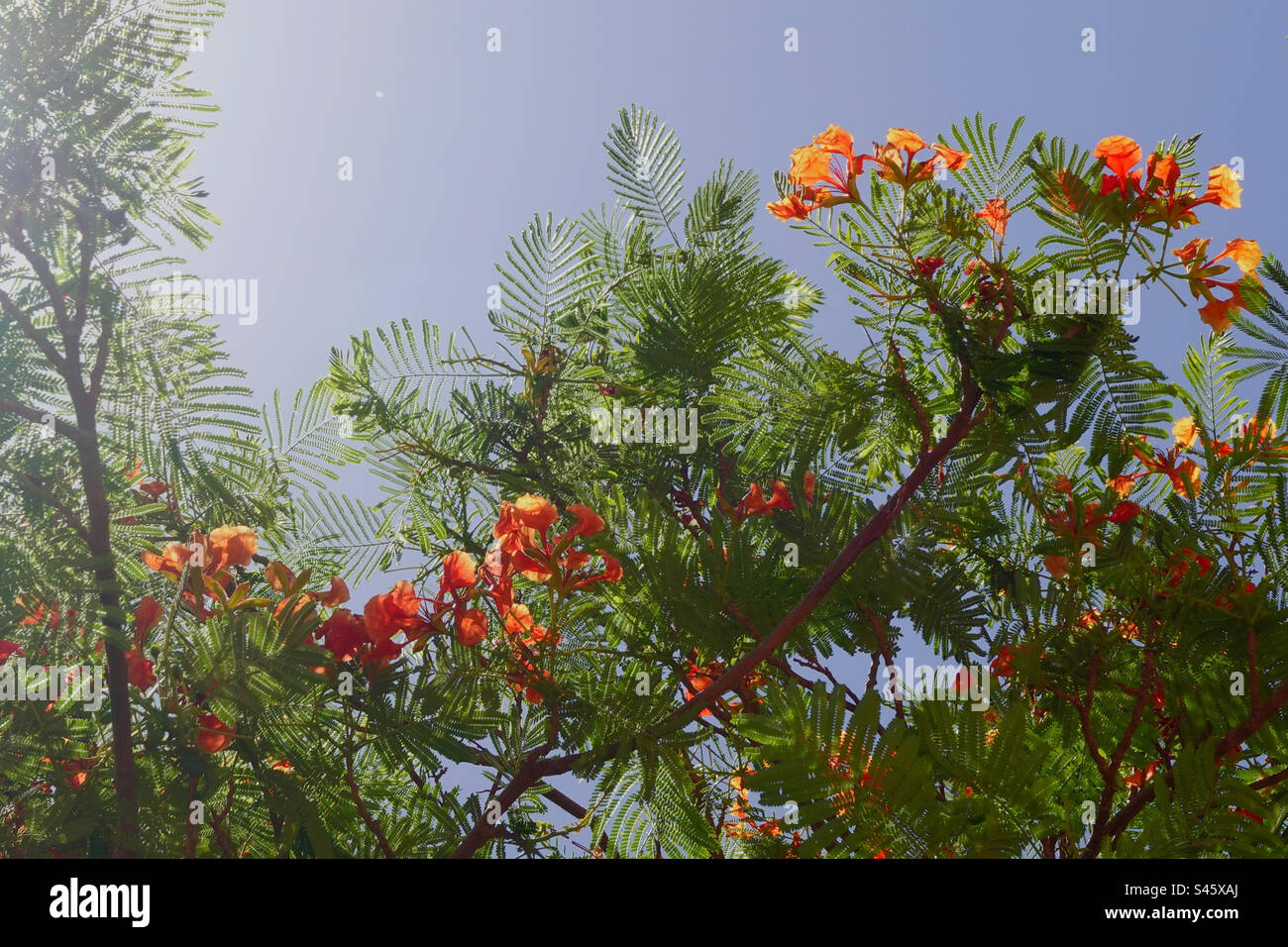 Fiori tropicali all'albero Foto Stock