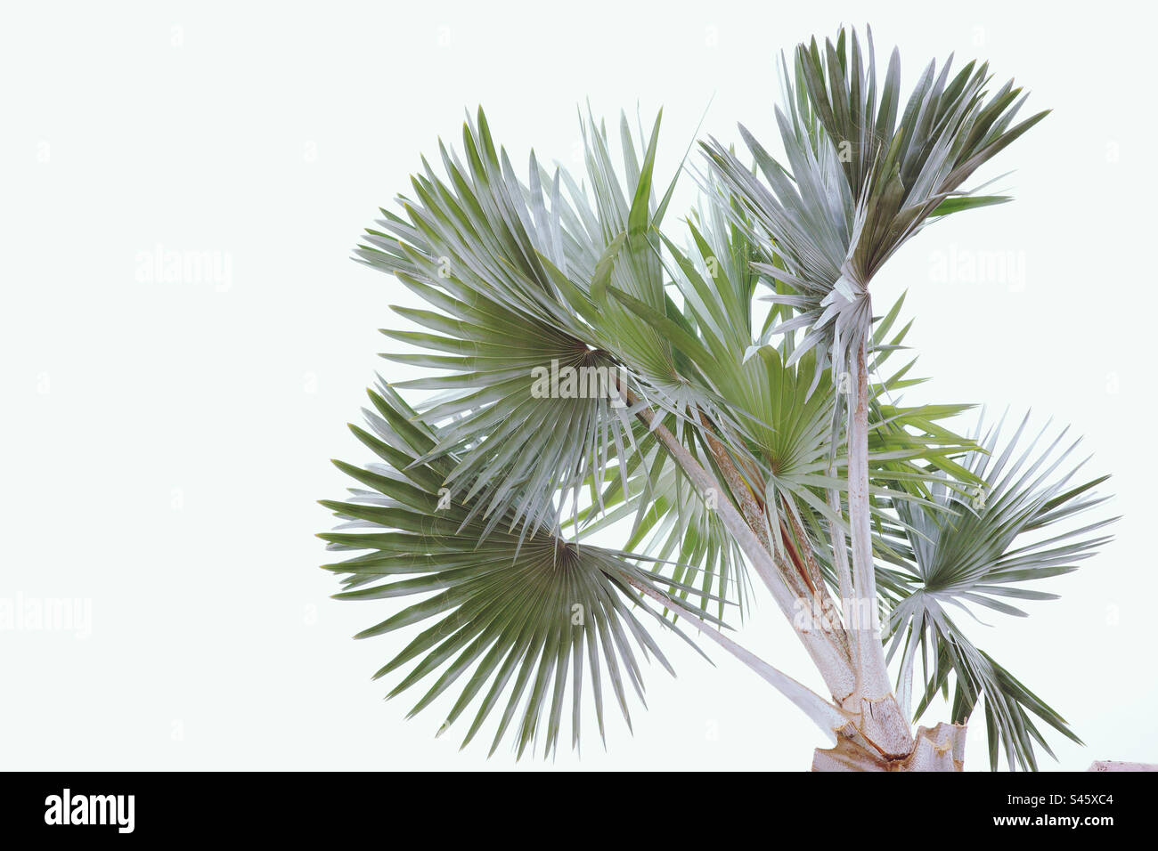 Albero di palme nella sua semplicità Foto Stock