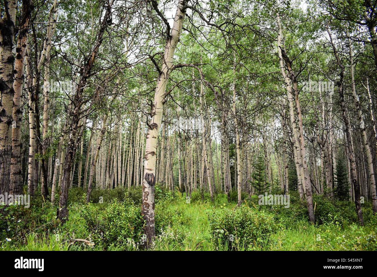 Betulla foresta Foto Stock