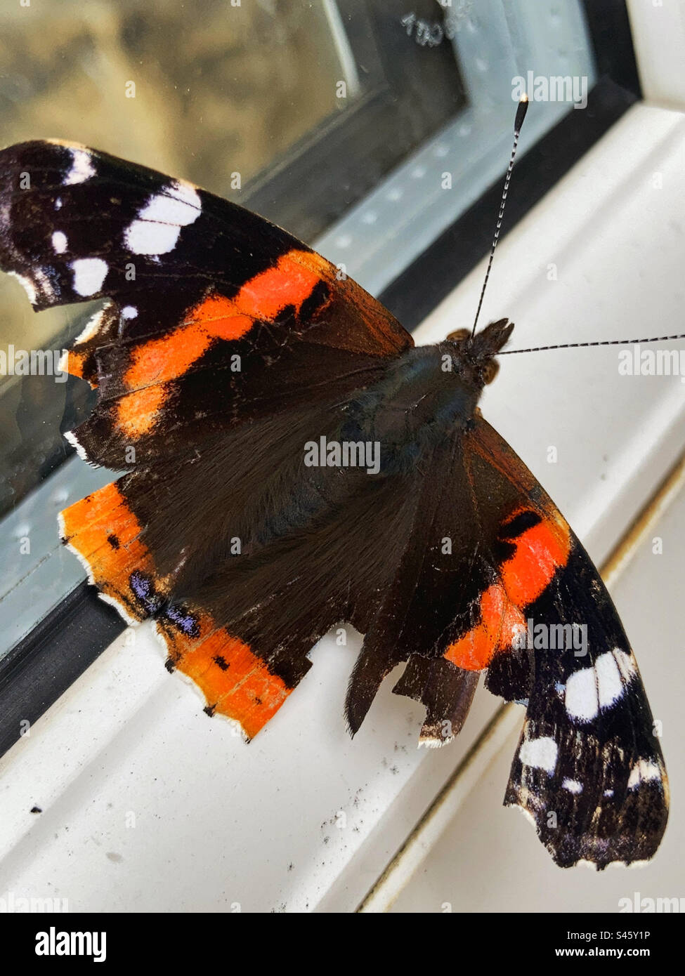 Primo piano di una farfalla Red Admiral con ali danneggiate Foto Stock