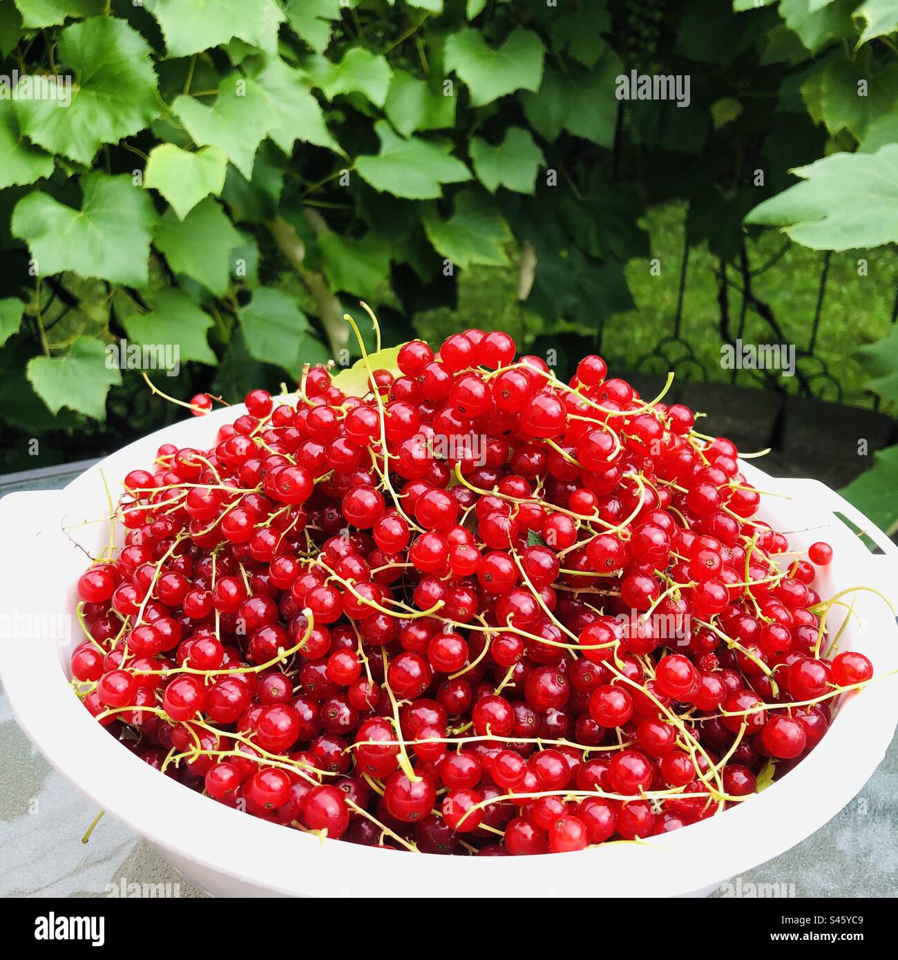 Ciotola con ribes rosso su un tavolo all'aperto. Foglie di vite verdi sullo sfondo. Raccolto estivo - Immagine stock catturata con smartphone