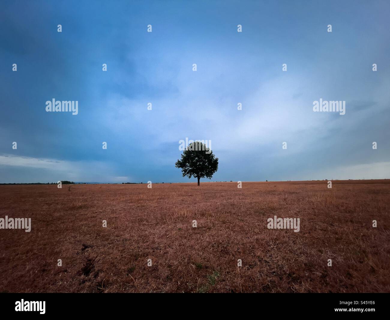 Albero solitario nel mezzo di un campo in una giornata nuvolosa Foto Stock