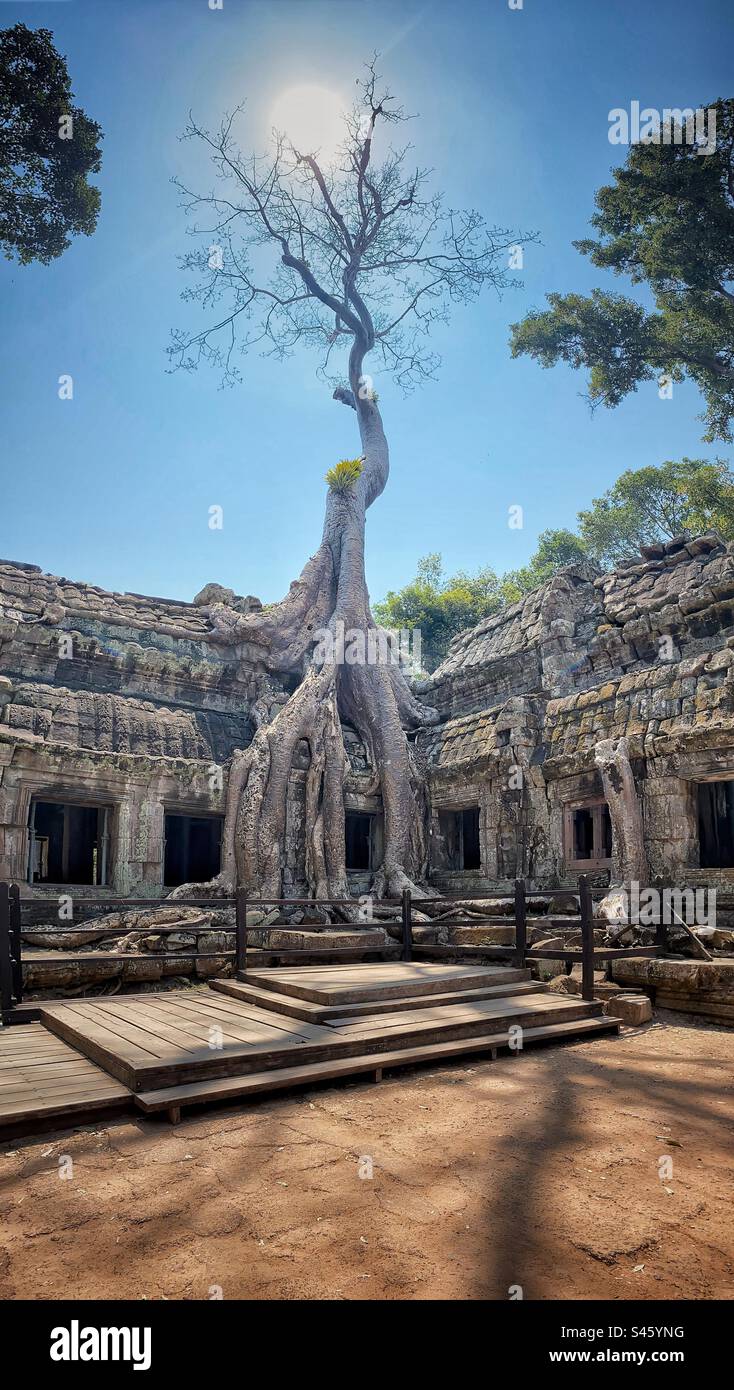 Tetrameles al Tempio di Ta Prohm ad Angkor Thom, Siem Reap, Cambogia. - Immagine stock catturata con smartphone