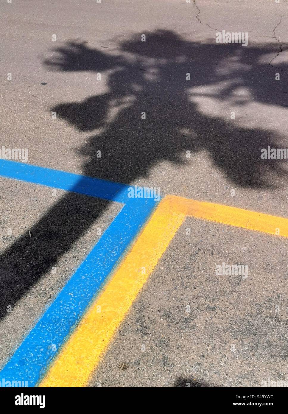 linee stradali in blu e giallo con ombra di palma Foto Stock