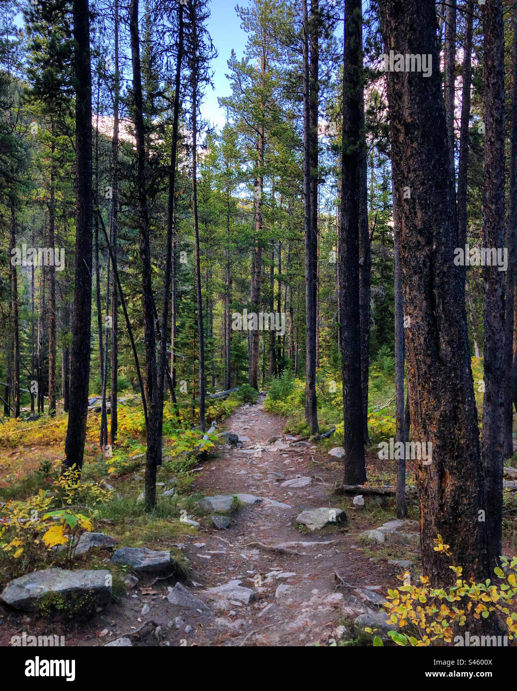 Passeggiata nella foresta nel Montana Foto Stock