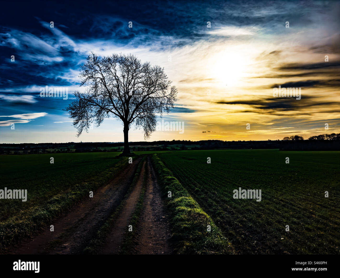 Un albero solitario in un campo del Leicestershire Foto Stock