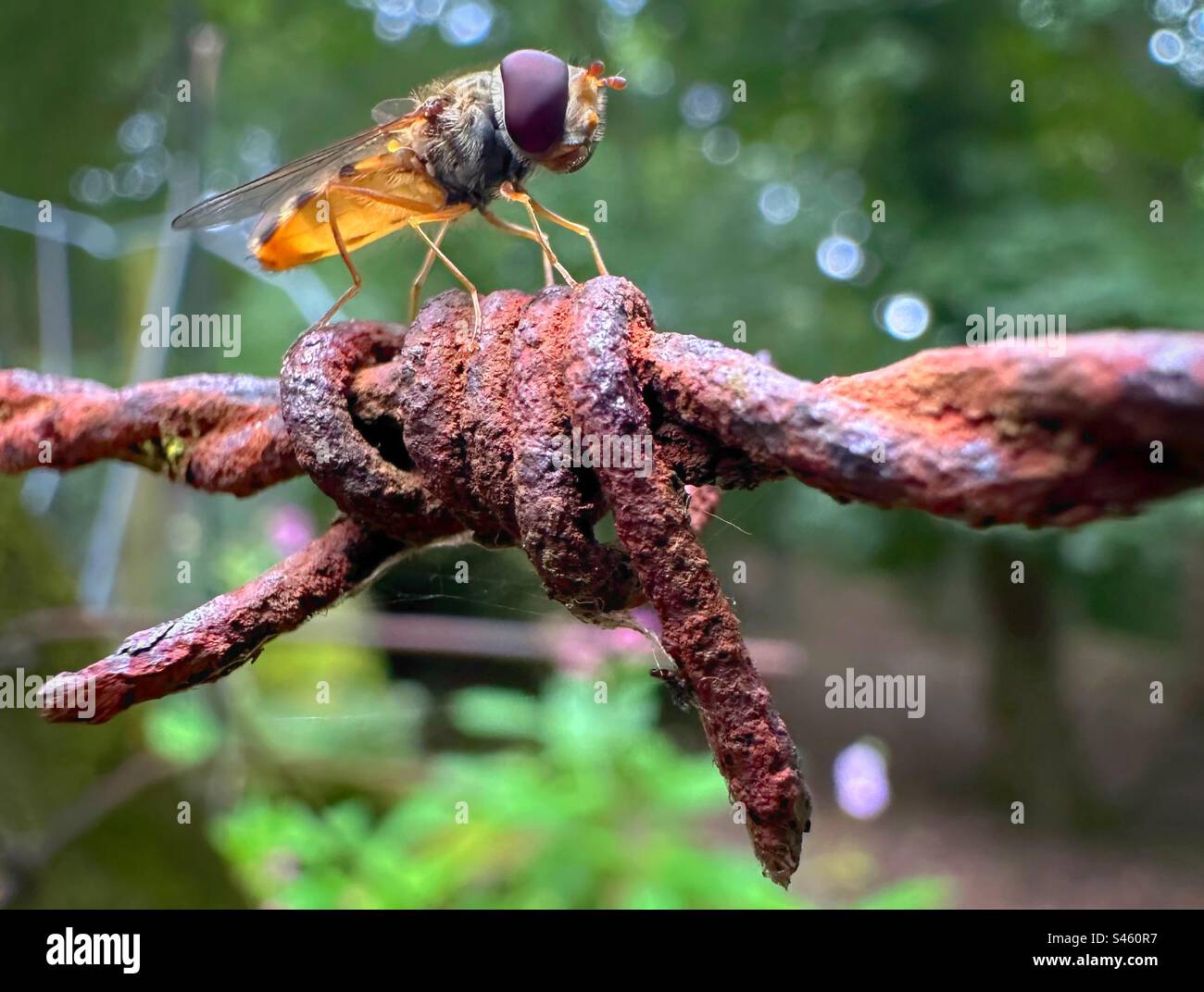 Un Hoverfly si riposa su un pezzo arrugginito di filo spinato nella natura selvaggia della campagna britannica in estate. Foto Stock