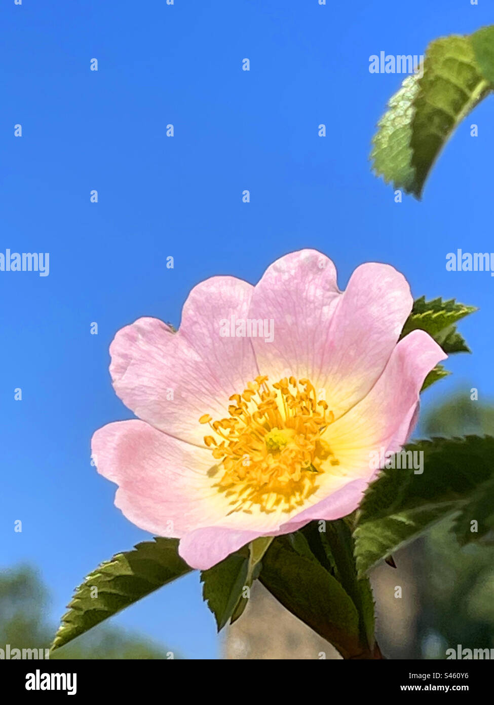 Rosa selvatica. Foto Stock