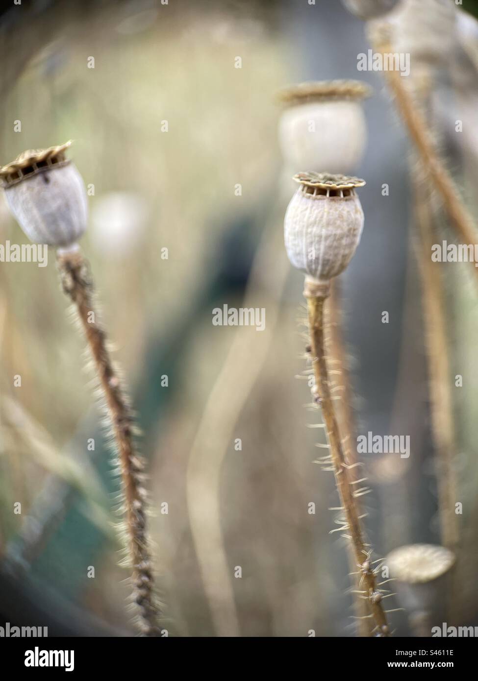 Scatola per azioni di cuccioli macro Foto Stock