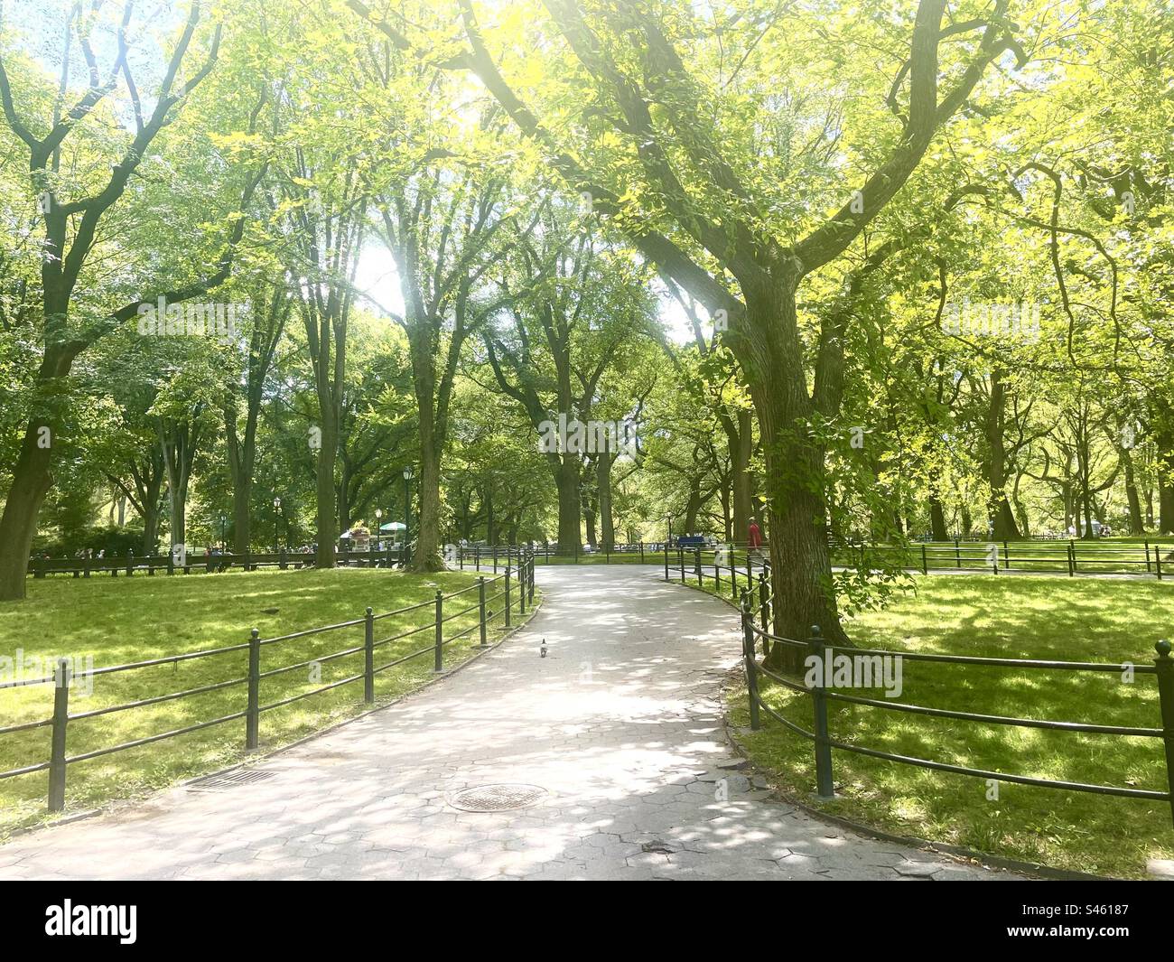 Un percorso tra alberi verdi in una luminosa giornata di sole a Central Park, New York Foto Stock