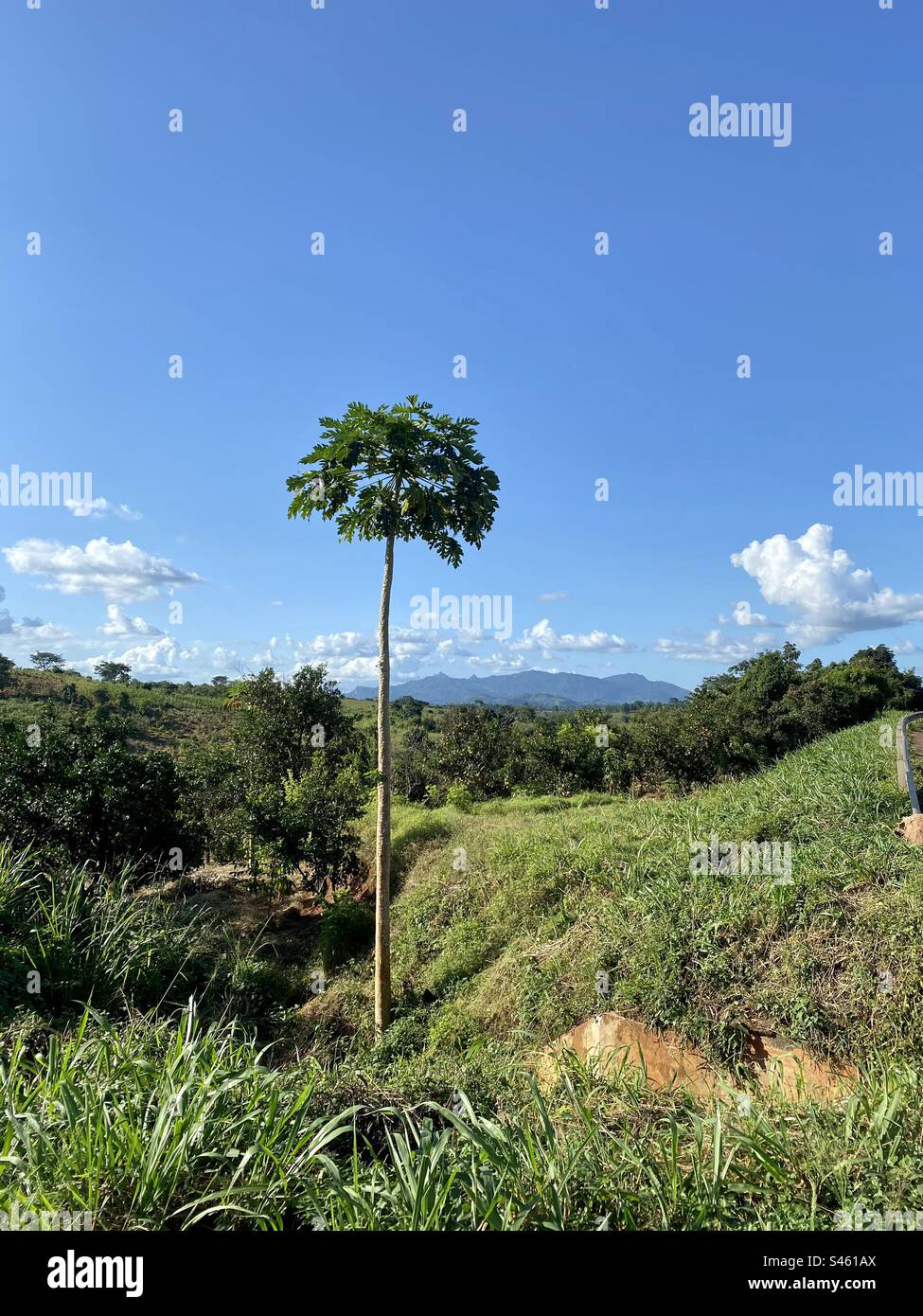 Una zampa singola o un albero di papaia in una macchia africana verde per il pranzo con cielo blu e sole luminoso nell'Africa orientale in Tanzania con una montagna in lontananza Foto Stock