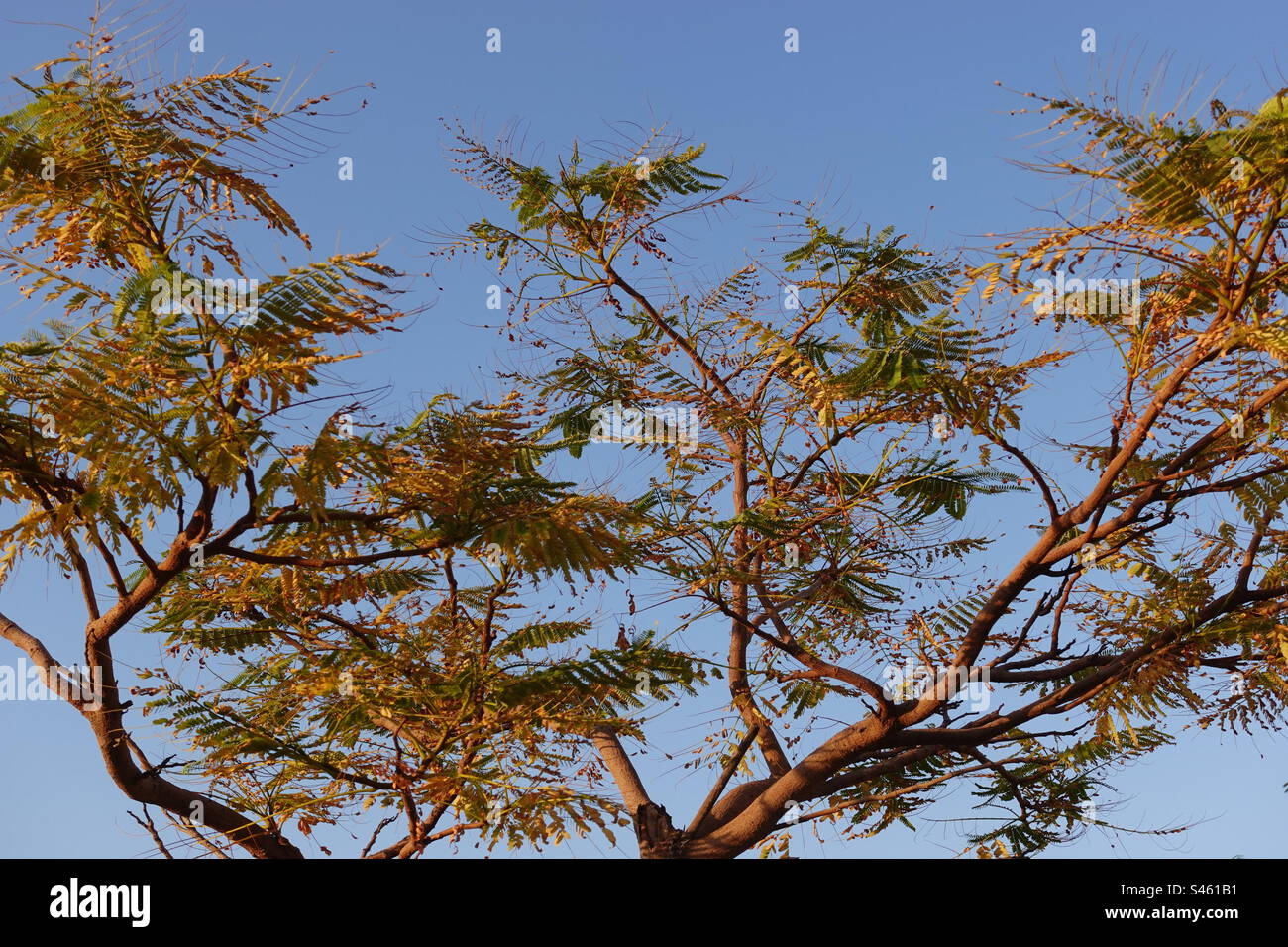 Albero tropicale all'alba Foto Stock