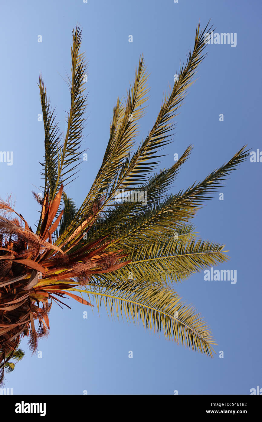 Palm tree di sunrise Foto Stock