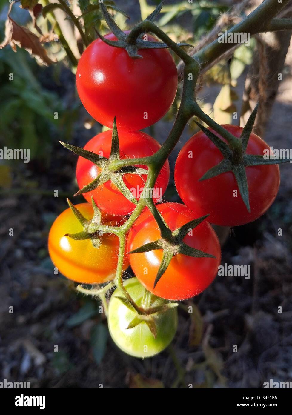 Cocktail di pomodori Foto Stock