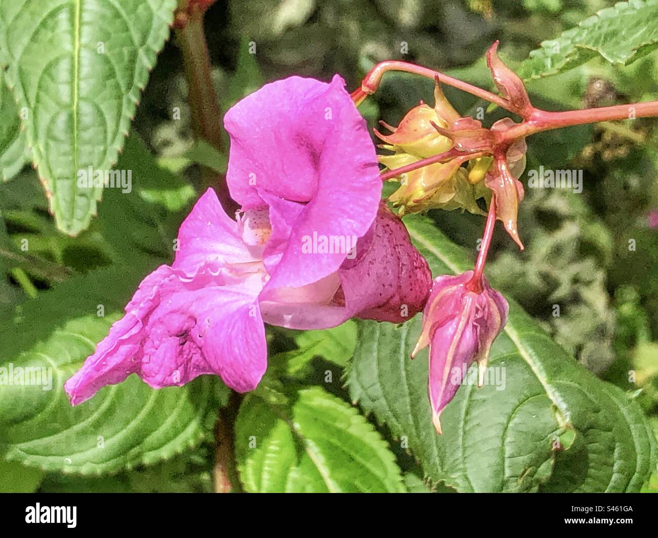 Fiore di balsamo himalayano (Impatiens glandulifera) che cresce sulle rive del fiume Monks Brook inn Eastleigh, Hampshire, Regno Unito Foto Stock